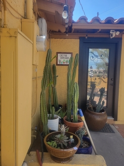 Gloss Salon offers cacti for sale at 'Cactus Corner'