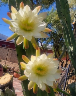 Cactus in bloom at Gloss Salon property