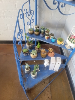Gloss Salon offers cacti for sale
